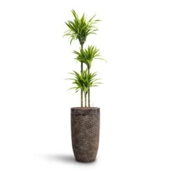 Dracaena Lemon Lime - Multi Stem - HydroCare -Hortology Shop Dracaena Lemon lime Multi Stem HydroCare Luxe Lite Layer Partner Planter Bronze