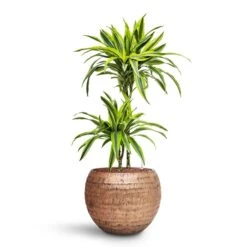 Opus Hammered Globe Planter - Gold -Hortology Shop Dracaena Lemon lime Multi Stem HydroCare Opus Hammered Globe Planter Gold 8eb77854 96ae 4be5 88ca 957ef4c8df3b