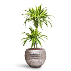 Dracaena Lemon Lime - Multi Stem - HydroCare -Hortology Shop Dracaena Lemon lime Multi Stem HydroCare Opus Hammered Globe Planter Silver