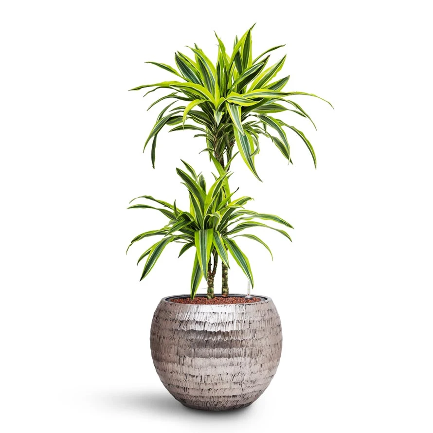 Opus Hammered Globe Planter - Silver 5 Opus Hammered Globe Planter - Silver - Image 5