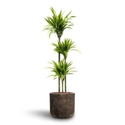 Dracaena Lemon Lime - Multi Stem - HydroCare -Hortology Shop Dracaena Lemon lime Multi Stem Hydroculture 18 19 x 135cm Luxe Lite Waterfall Cylinder Planter Bronze 40 x 38cm