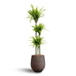 Dracaena Lemon Lime - Multi Stem - HydroCare -Hortology Shop Dracaena Lemon lime Multi Stem Hydroculture 18 19 x 135cm Opus Hit Darcy Planter Gold 38 x 42cm