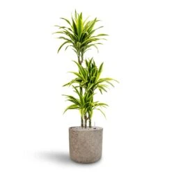 Dracaena Lemon Lime - Multi Stem - HydroCare -Hortology Shop Dracaena Lemon lime Multi Stem Hydroculture 21 20 x 125cm Charlie Plant Pot Grey Washed 25 x 24cm