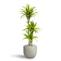 Dracaena Lemon Lime - Multi Stem - HydroCare -Hortology Shop Dracaena Lemon lime Multi Stem Hydroculture 21 20 x 125cm Cody Plant Pot Ridged Cement 28 x 25cm