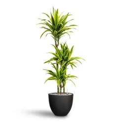 Coral Refined Planter - Volcano Black 6 Coral Refined Planter - Volcano Black -Hortology Shop Dracaena Lemon lime Multi Stem Hydroculture 21 20 x 125cm Coral Refined Planter Volcano Black 25 x 21 cm 59f0469e 4b91 409e b593 752231a5aaff