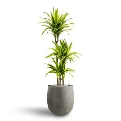 Grigio Balloon Plant Pot - Natural Concrete -Hortology Shop Dracaena Lemon lime Multi Stem Hydroculture 21 20 x 125cm Grigio Balloon Plant Pot Natural Concrete 30 x 30 cm 3595fcf5 ccc6 4fbd 9a7e 1f1d823c6aae