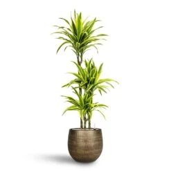 Dracaena Lemon Lime - Multi Stem - HydroCare -Hortology Shop Dracaena Lemon lime Multi Stem Hydroculture 21 20 x 125cm Ryan Plant Pot Shiny Gold 31 x 28 cm 84c37ab9 867c 4a24 9e68 10dee8f219d3