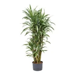Dracaena Warneckii - Branched - HydroCare -Hortology Shop Dracaena Warneckii Branched Hydroculture 25 19x110cm