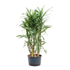 Dracaena Warneckii - Branched - HydroCare -Hortology Shop Dracaena Warneckii Branched Hydroculture 28 19x130cm