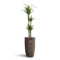 Dracaena Warneckii - Multi Stem - HydroCare -Hortology Shop Dracaena Warneckii Multi Stem HydroCare Luxe Lite Layer Partner Planter Bronze