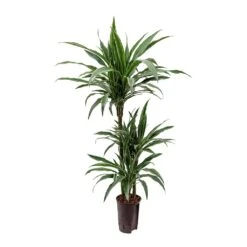 Dracaena Warneckii - Multi Stem - HydroCare