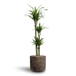 Dracaena Warneckii - Multi Stem - HydroCare -Hortology Shop Dracaena Warneckii Multi Stem Hydroculture Luxe Lite Waterfall Cylinder Planter Bronze
