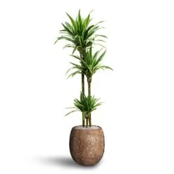 Dracaena Warneckii - Multi Stem - HydroCare -Hortology Shop Dracaena Warneckii Multi Stem Hydroculture Polystone Coated Plain Balloon Planter Rock