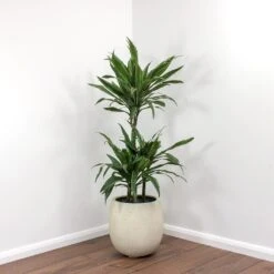 Dracaena Deremensis Warneckii - Multi Stem 21 Dracaena Deremensis Warneckii - Multi Stem -Hortology Shop Dracaena deremensis Warneckii Balloon Plant Pot White Concrete