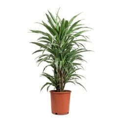 Dracaena Deremensis Warneckii - Branched -Hortology Shop Dracaena deremensis Warneckii Branched 24x90cm