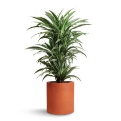 Max Refined Planter - Canyon Orange -Hortology Shop Dracaena deremensis Warneckii Branched 24x90cm Max Refined Planter Canyon Orange 29x29.5cm