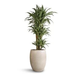 Dracaena Deremensis Warneckii - Branched -Hortology Shop Dracaena deremensis Warneckii Branched 27 x 120cm Grigio Tall Balloon Planter Antique White Concrete 40 x 50cm