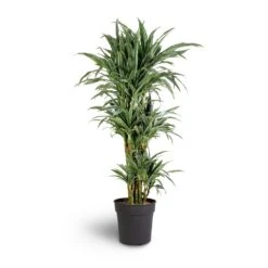 Dracaena Deremensis Warneckii - Branched -Hortology Shop Dracaena deremensis Warneckii Branched 27x120cm