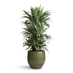 Dracaena Deremensis Warneckii - Branched -Hortology Shop Dracaena deremensis Warneckii Branched 27x120cm Zembla Plant Pot Green 35x32cm