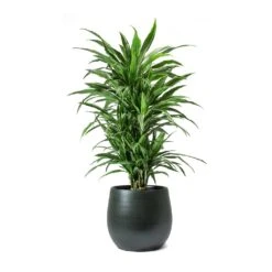 Dracaena Deremensis Warneckii - Branched -Hortology Shop Dracaena deremensis Warneckii Branched Esra Plant Pot Dark Green