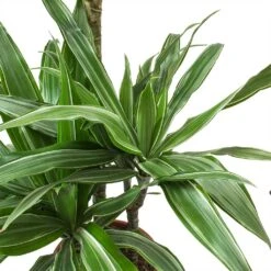 Dracaena Deremensis Warneckii - Multi Stem 16 Dracaena Deremensis Warneckii - Multi Stem -Hortology Shop Dracaena deremensis Warneckii Leaves