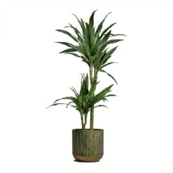 Dracaena Deremensis Warneckii - Multi Stem 15 Dracaena Deremensis Warneckii - Multi Stem -Hortology Shop Dracaena deremensis Warneckii Multi Stem 19x90cm 2 stems Caro Metal Plant Pots Set of 6 Copper Green