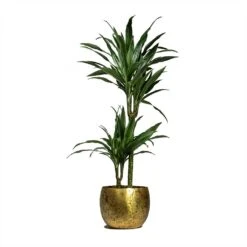 Dracaena Deremensis Warneckii - Multi Stem 14 Dracaena Deremensis Warneckii - Multi Stem -Hortology Shop Dracaena deremensis Warneckii Multi Stem 19x90cm 2 stems Ellen Metal Plant Pots Set of 3 Brass
