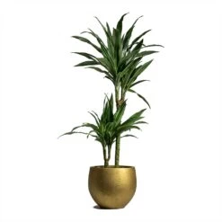 Dracaena Deremensis Warneckii - Multi Stem 20 Dracaena Deremensis Warneckii - Multi Stem -Hortology Shop Dracaena deremensis Warneckii Multi Stem 19x90cm 2 stems Mini Orb Kevan Plant Pot Metallic Gold 25x21cm