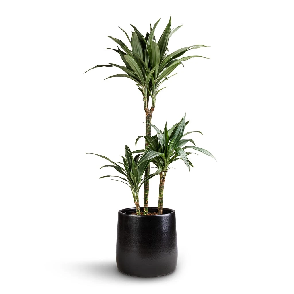 Dracaena Deremensis Warneckii - Multi Stem 1 Dracaena Deremensis Warneckii - Multi Stem