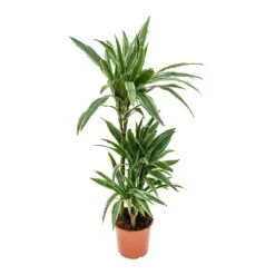 Dracaena Deremensis Warneckii - Multi Stem 17 Dracaena Deremensis Warneckii - Multi Stem -Hortology Shop Dracaena deremensis Warneckii Multi Stem