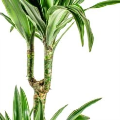 Dracaena Deremensis Warneckii - Multi Stem 18 Dracaena Deremensis Warneckii - Multi Stem -Hortology Shop Dracaena deremensis Warneckii Multi Stem close up