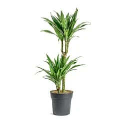 Dracaena Deremensis Warneckii - Multi Stem 19 Dracaena Deremensis Warneckii - Multi Stem -Hortology Shop Dracaena deremensis Warneckii Multi Stem 401f4d6b 3efd 497d 89eb 216dc3421977