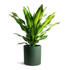 Max Refined Planter - Pine Green -Hortology Shop Dracaena fragrans Burley Max Refined Planter Pine Green