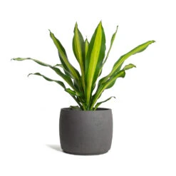 Mini Valerie Plant Pot - Black Washed 17 Mini Valerie Plant Pot - Black Washed -Hortology Shop Dracaena fragrans Burley Mini Valerie Plant Pot Black Washed