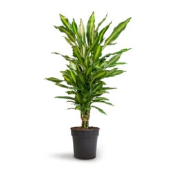 Dracaena Fragrans Cintho - Branched -Hortology Shop Dracaena fragrans Cintho Branched 21x70cm
