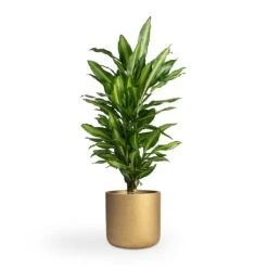 Dracaena Fragrans Cintho - Branched -Hortology Shop Dracaena fragrans Cintho Branched 21x70cm Charlie Plant Pot Metallic Gold 25x24cm