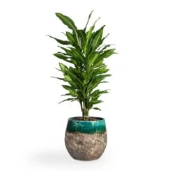 Lindy Plant Pot - Black Green 29 Lindy Plant Pot - Black Green -Hortology Shop Dracaena fragrans Cintho Branched 21x70cm Lindy Plant Pot Black Green 30x25cm 1fa2851a 1401 4dfb a9b1 7be94f5a5e0a