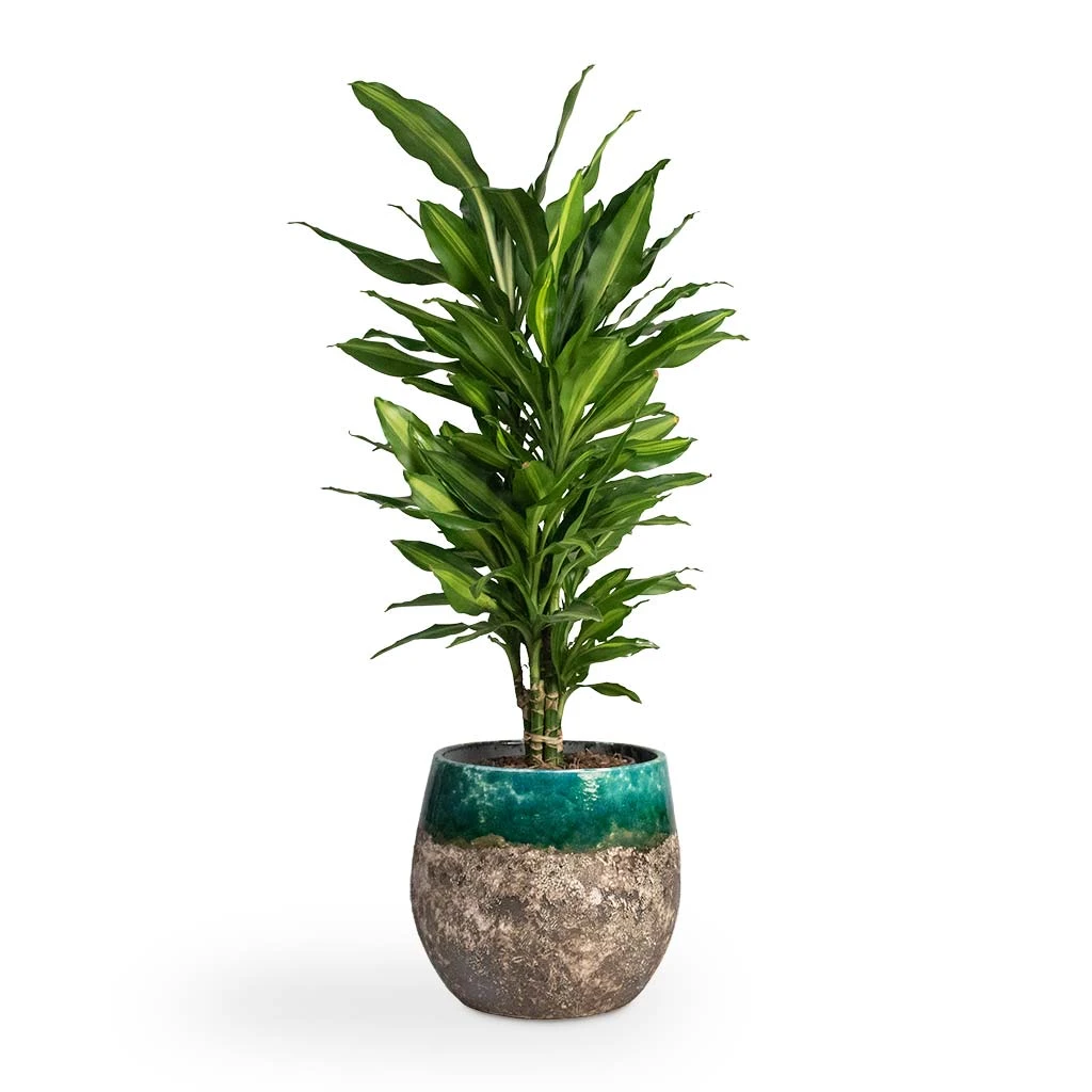 Lindy Plant Pot - Black Green 10 Lindy Plant Pot - Black Green - Image 10