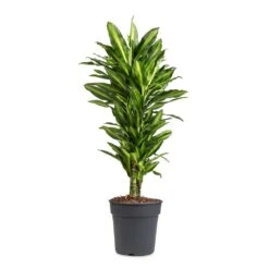 Dracaena Fragrans Cintho - Branched -Hortology Shop Dracaena fragrans Cintho Branched 24x80cm