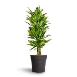 Dracaena Fragrans Cintho - Branched -Hortology Shop Dracaena fragrans Cintho Branched 27x120cm