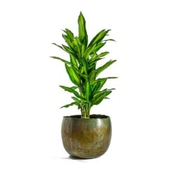 Dracaena Fragrans Cintho - Branched -Hortology Shop Dracaena fragrans Cintho Branched Ellen Metal Plant Pots Set of 3 Vintage Green