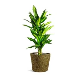 Dracaena Fragrans Cintho - Branched -Hortology Shop Dracaena fragrans Cintho Branched selin Plant Basket Camel plant pot