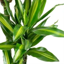 Dracaena Cintho - Branched - HydroCare 17 Dracaena Cintho - Branched - HydroCare -Hortology Shop Dracaena fragrans Cintho Leaves ab958d53 bedb 408c 85ce 6af32735502a
