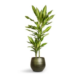 Noor Plant Pot - Velvet Green -Hortology Shop Dracaena fragrans Cintho Multi Stem 19x100cm 2stems Noor Plant Pot Velvet Green 27x25cm