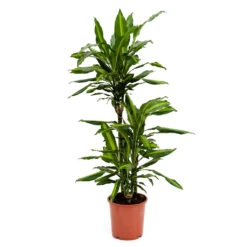 Dracaena Fragrans Cintho - Multi Stem -Hortology Shop Dracaena fragrans Cintho Multi Stem