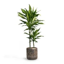 Luxe Lite Waterfall Cylinder Planter - Bronze -Hortology Shop Dracaena fragrans Cintho MultiStem 19x80cm Plant Pot Luxe Lite Waterfall Cylinder Planter Bronze 23x22 7fad771a df03 446c beec dd3b5e3fb87d
