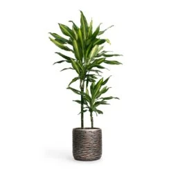 Dracaena Fragrans Cintho - Multi Stem -Hortology Shop Dracaena fragrans Cintho MultiStem 19x80cm Plant Pot Luxe Lite Wrinkle Cylinder Planter Bronze 23x22cm