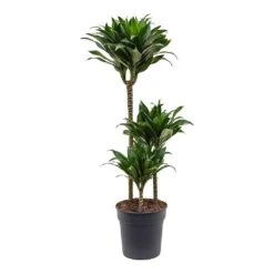 Dracaena Fragrans Compacta - Multi Stem -Hortology Shop Dracaena fragrans Compacta 3 Stem