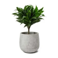 Dracaena Fragrans Compacta - Single Stem -Hortology Shop Dracaena fragrans Compacta Amber Plant Pot