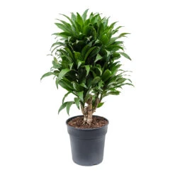 Dracaena Fragrans Compacta - Branched -Hortology Shop Dracaena fragrans Compacta Branched 21cm